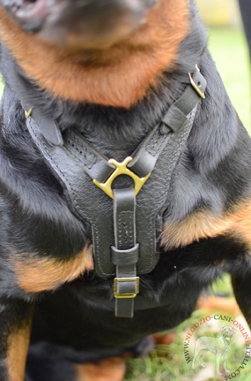 Resistente pettorina in pelle naturale per Rottweiler