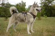 Pettorina in pelle "Spark of inspiration" per Alaskan Malamute