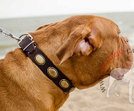 Collare con decorazioni stile vintage per Dogue de Bordeaux Collare con decorazioni stile vintage per Dogue de Bordeaux