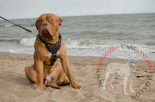 Vistosa pettorina decorata in pelle naturale indossata da
per Dogue de Bordeaux