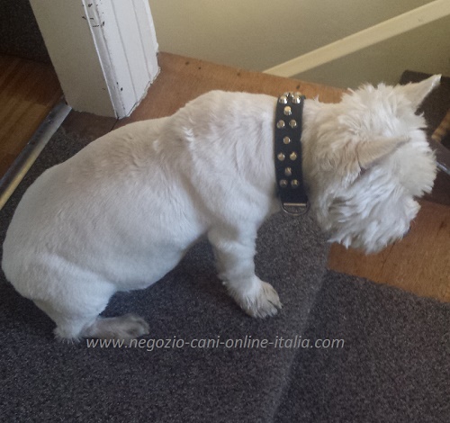 Cane di razza Westie con il collare decorato