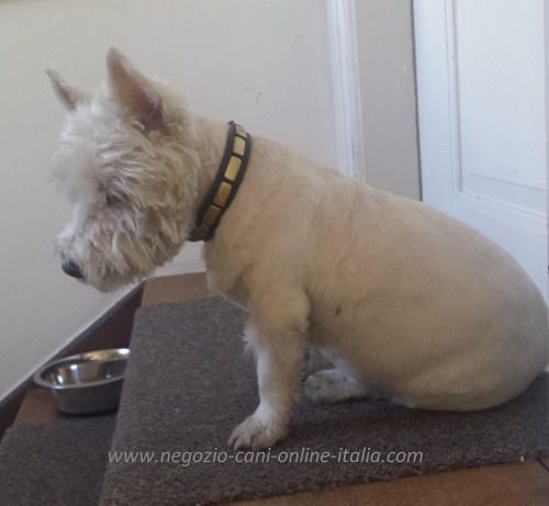 Cane di razza Westie con il collare S25